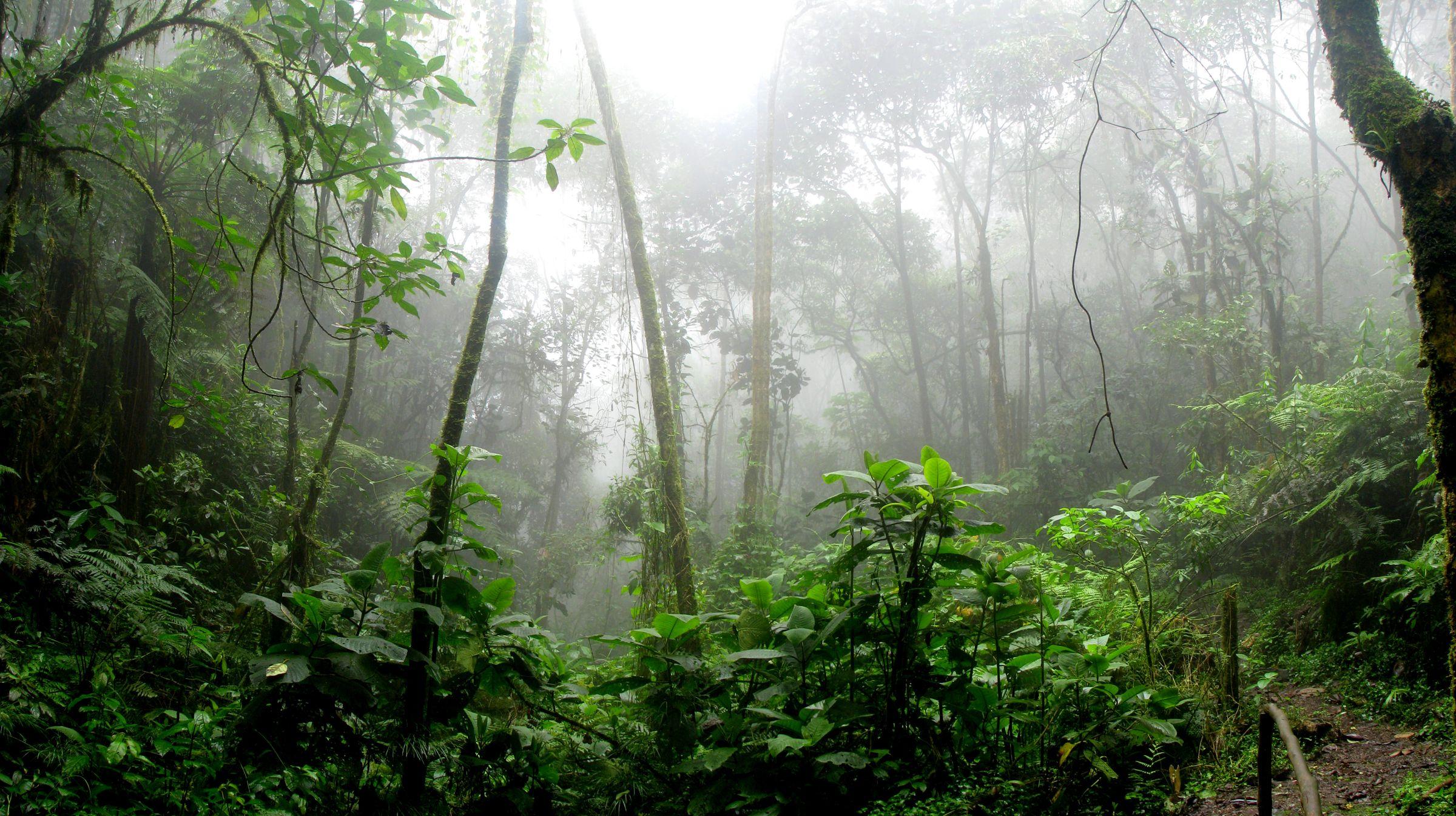 Tekstur Hutan Hujan Indonesia