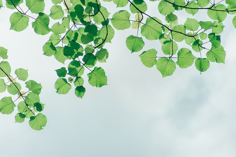 Ekspedisi Inventarisasi Hayati Hutan Tropis